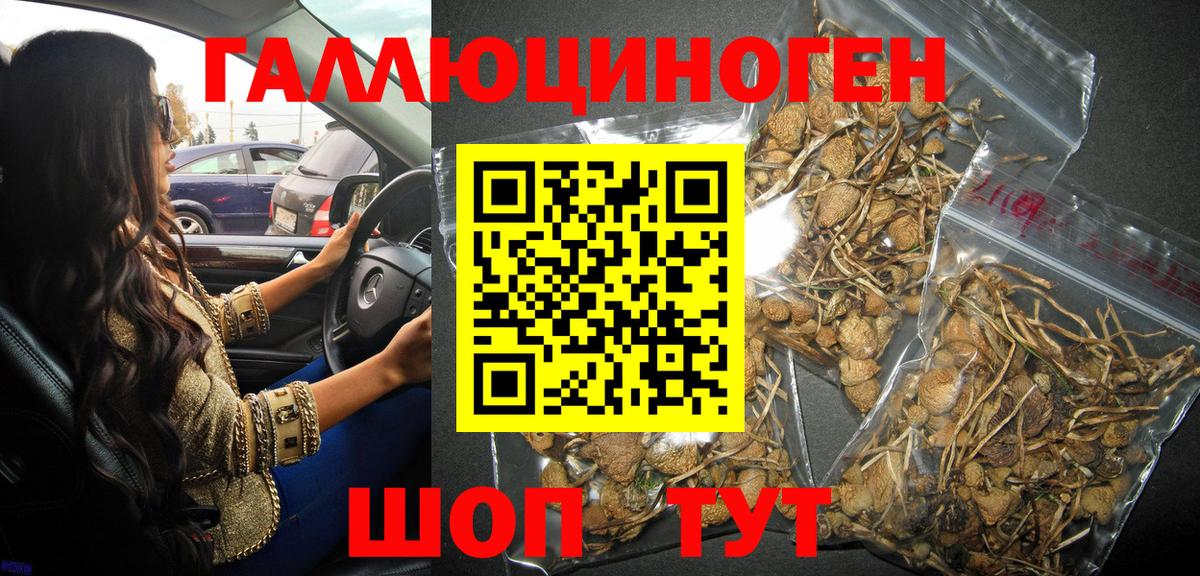 Псилоцибиновые грибы Psilocybe  Вход с VPN  Шатура 